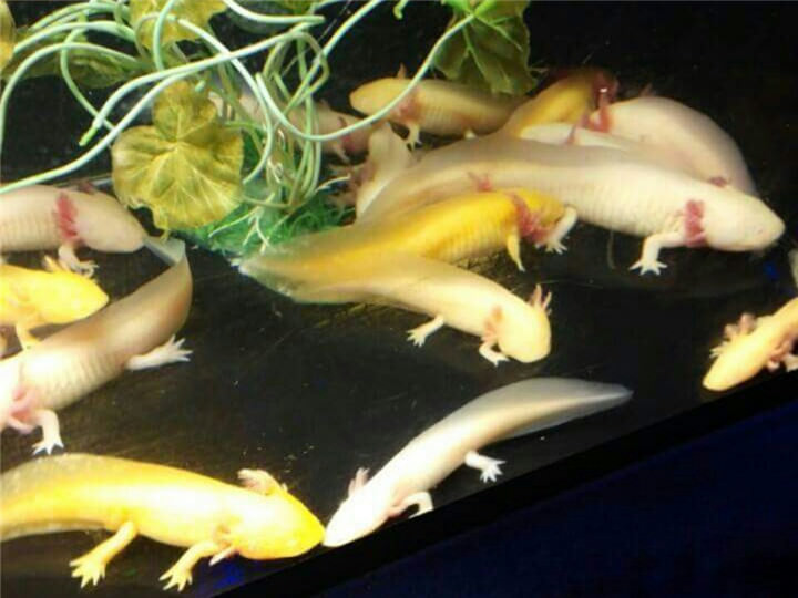 这是虾米?
水中小鱼儿竟然有小手和小脚~