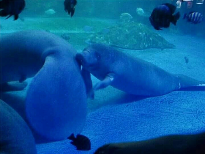 海豚先生在睡觉