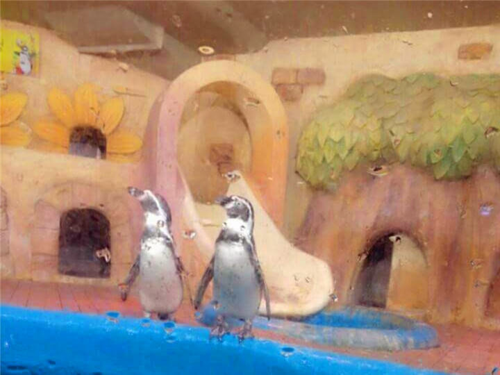 企鹅先生近看好口爱