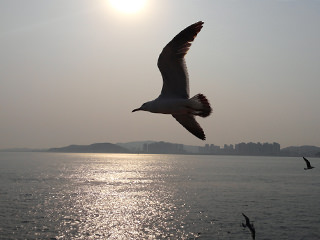 在海上飞翔的海鸥