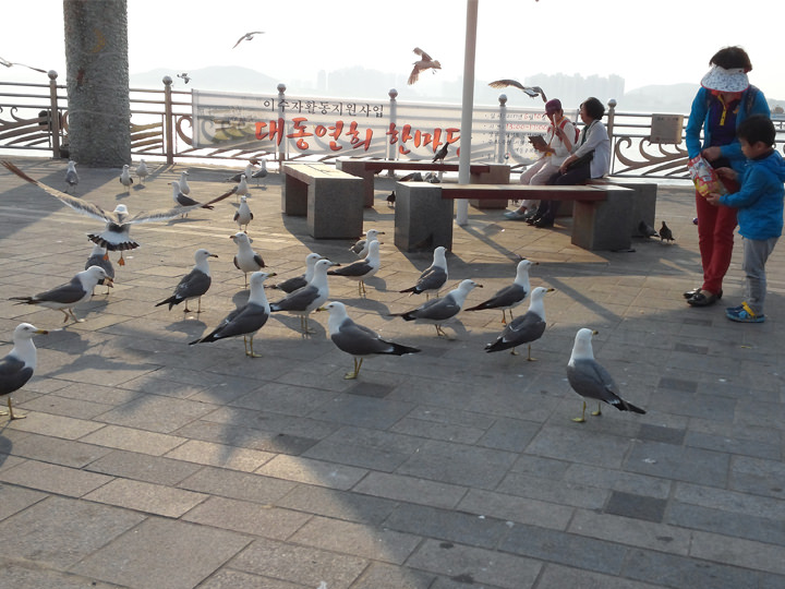 广场的成群海滩