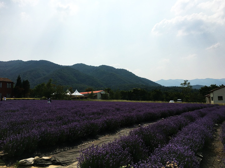 云下的薰衣草是深紫色的