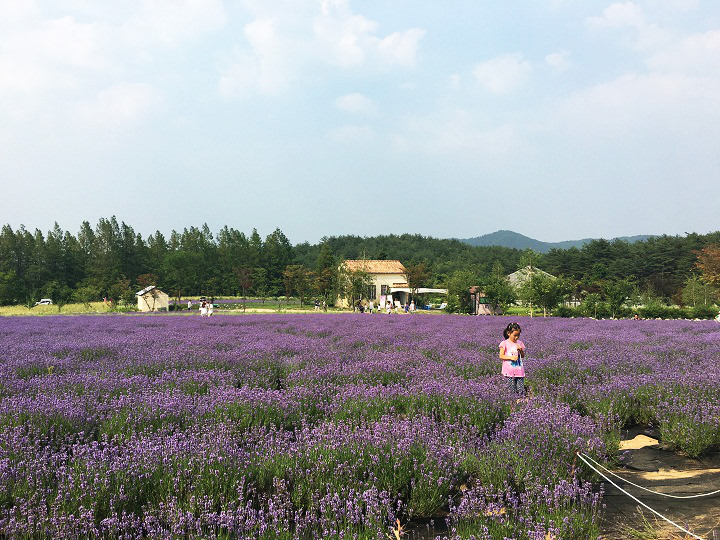 阳光下的薰衣草是紫红色的