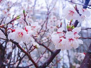 仁川松岛中央公园樱花祭