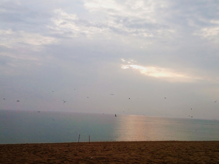 清晨海边的海鸥