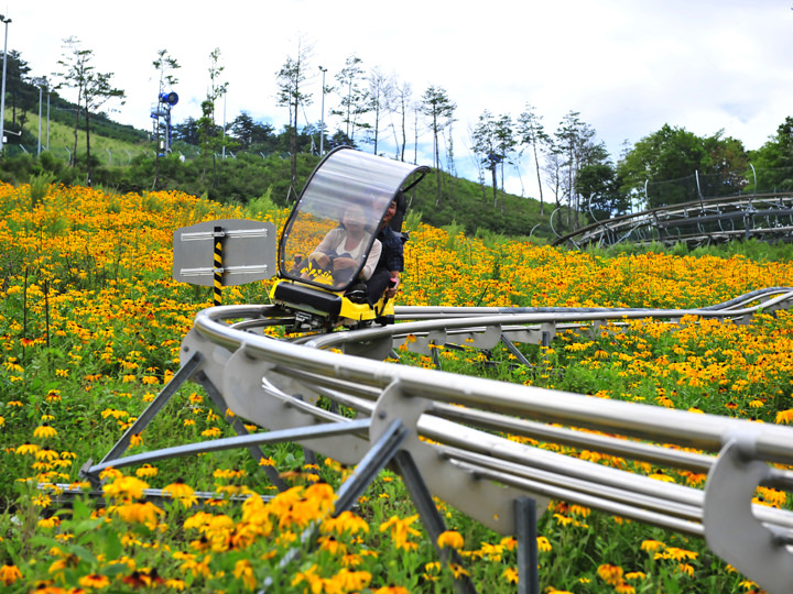 ※照片由Alpensia度假村提供