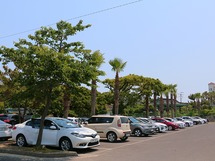 种满了椰子树的停车场