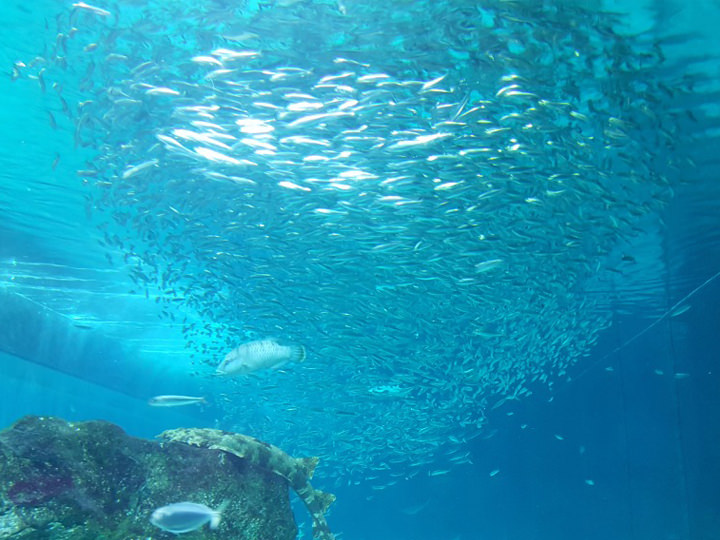 壮观的深海鱼群