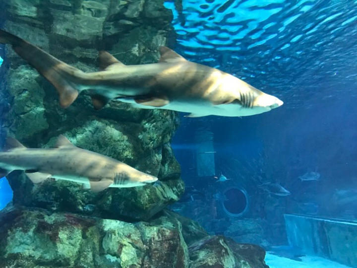 水滴隧道的大鲨鱼