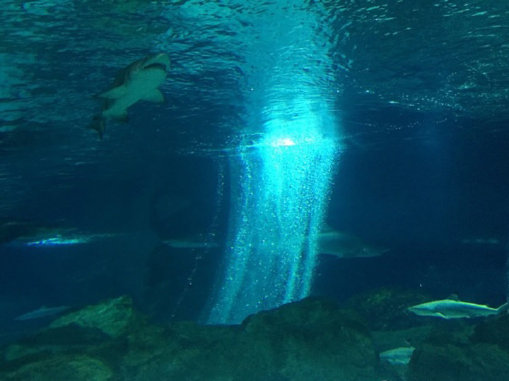 奇妙的海底世界