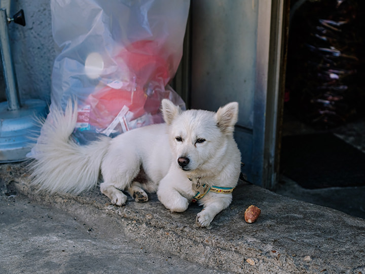热的萌萌的狗狗