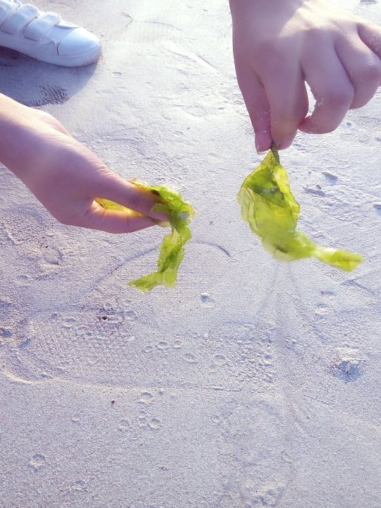 冲到沙滩边的海带