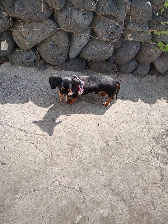 附近的小狗也来这里闲逛啦