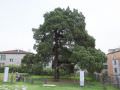 被指定为“天然纪念物”的圆柏是韩国最高树龄且个头最大的
