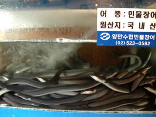 本店使用的是淡水鳗鱼