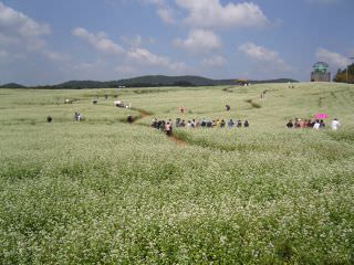 以旅游农业为主，吸引了来自各地的游客 ※照片提供：鹤原农场