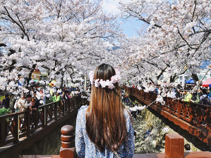 一生一定要去一次的“镇海樱花节”_韩国旅游攻略_韩国旅游网-韩巢