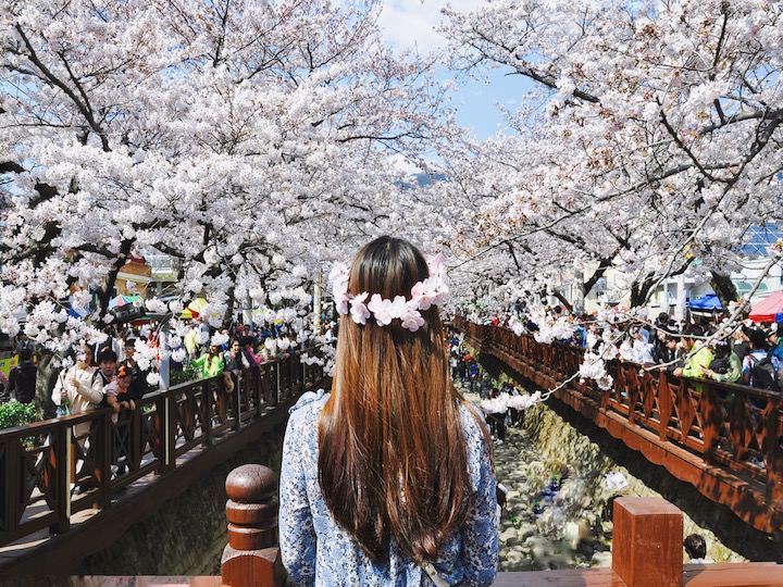 77+ 图片 樱花 新的 48 一生一定要去一次的“镇海樱花节”_韩国旅游攻略_韩国旅游网-韩巢