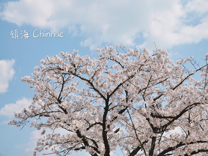 镇海樱花