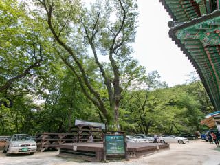 寺内有400年树龄的榉树