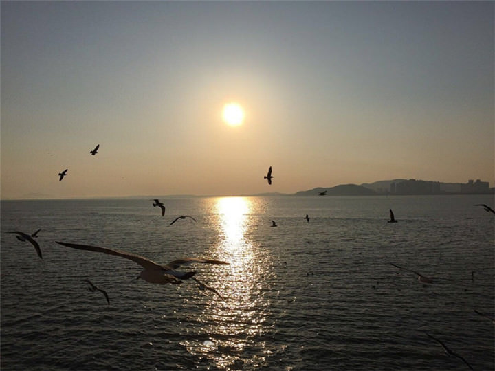 黄昏的月尾岛,海鸥在空中飞行