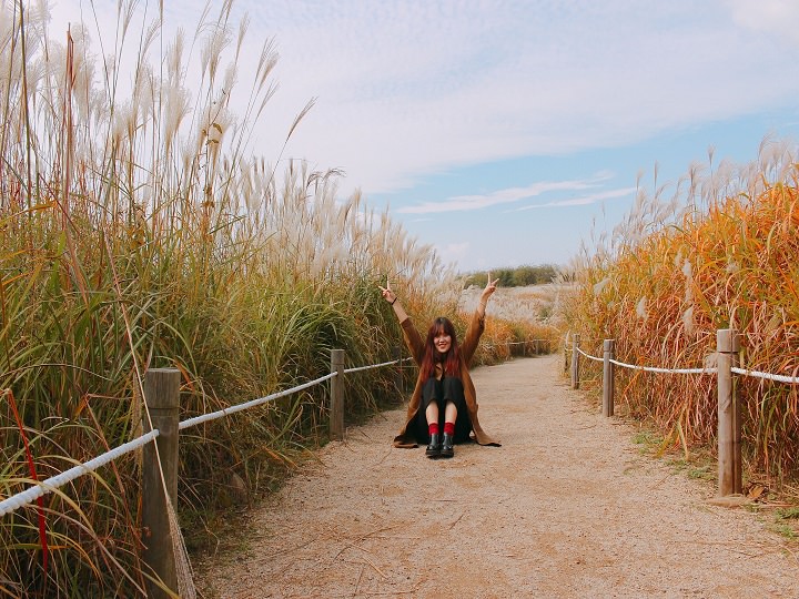 紫芒田间的小路