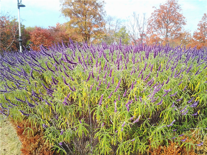 大自然花朵开开