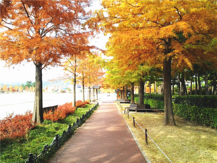 通往汉巴树木园街道