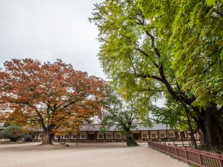 广场中心位置的天然纪念物银杏树