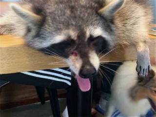 弘大浣熊咖啡厅,一起去撸“干脆面君”吧!