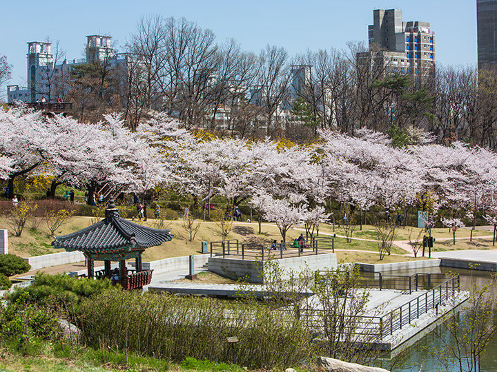 樱花盛开时的公园