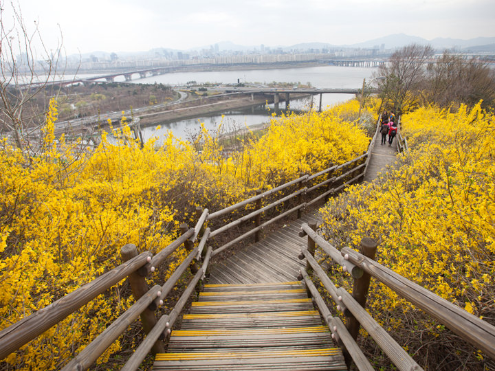 迎春花盛开的鹰峰山