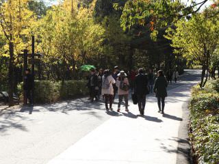 在自然风景中散步