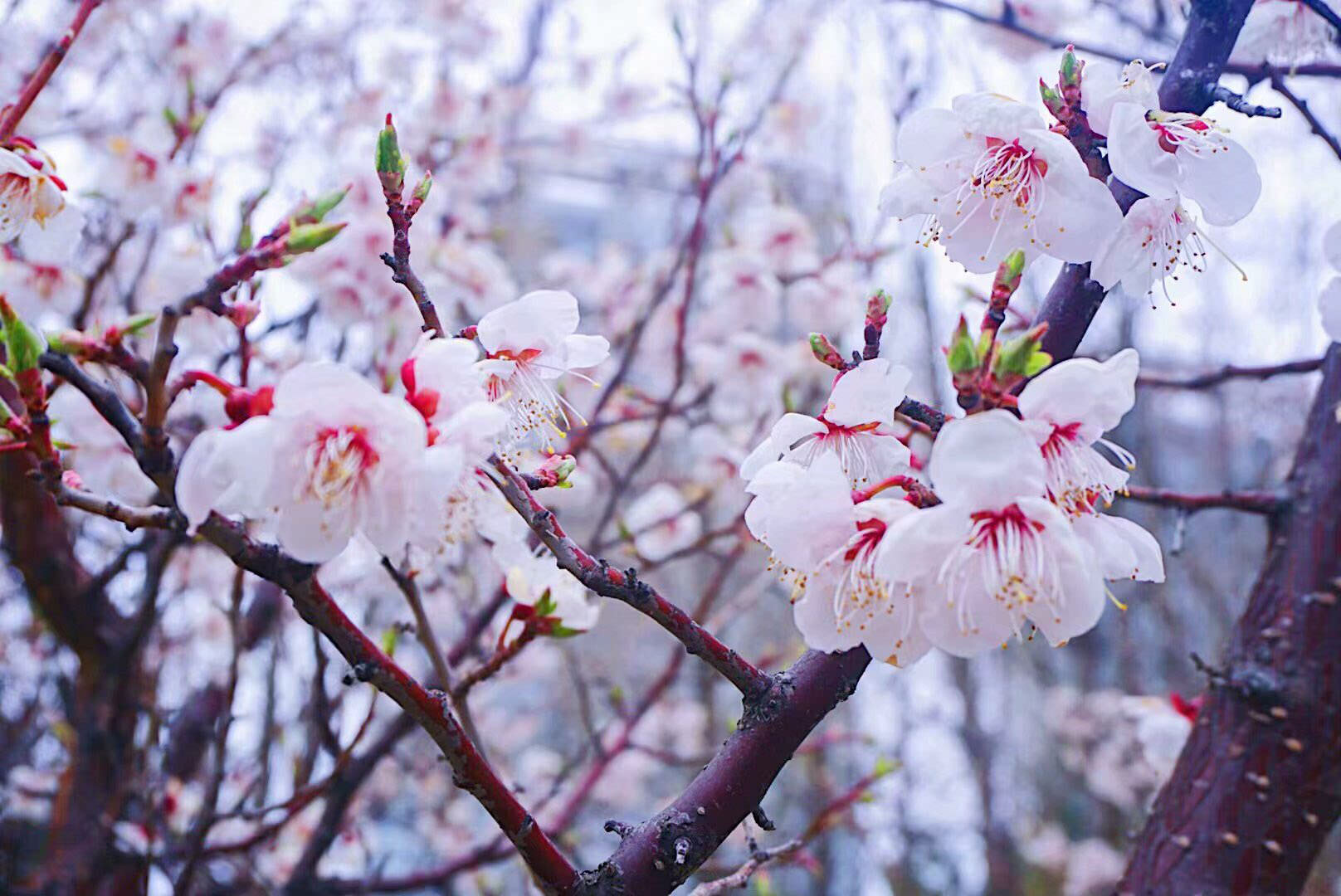 绽放的花簇比预想更加鲜艳美丽