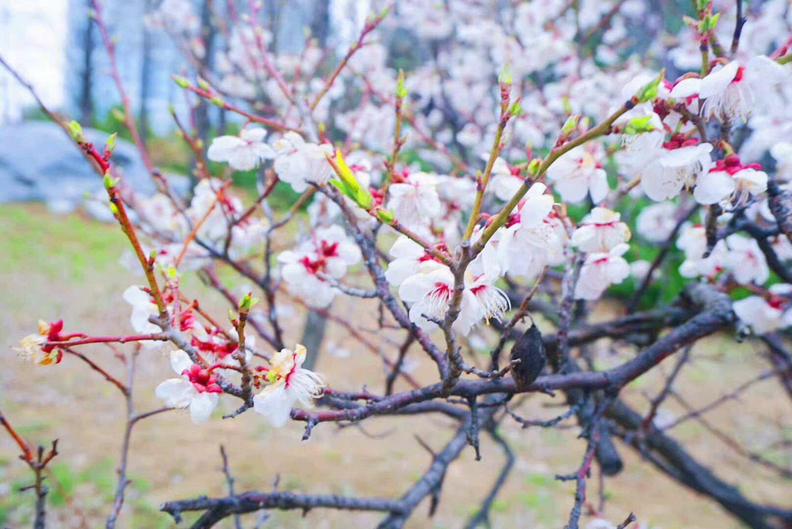 当风吹开樱花的时候~