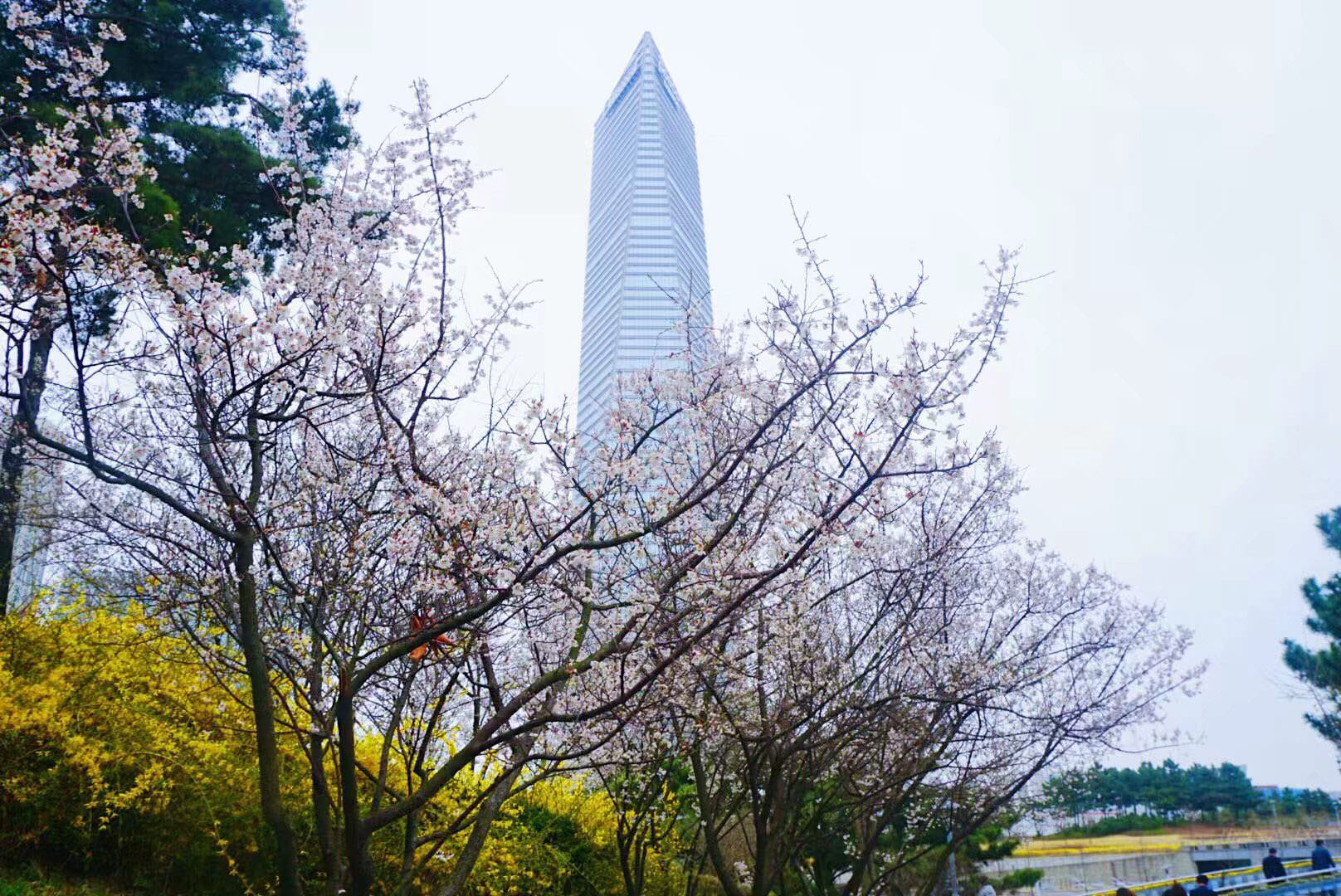 花瓣飘散,远看有些零零碎碎的樱花