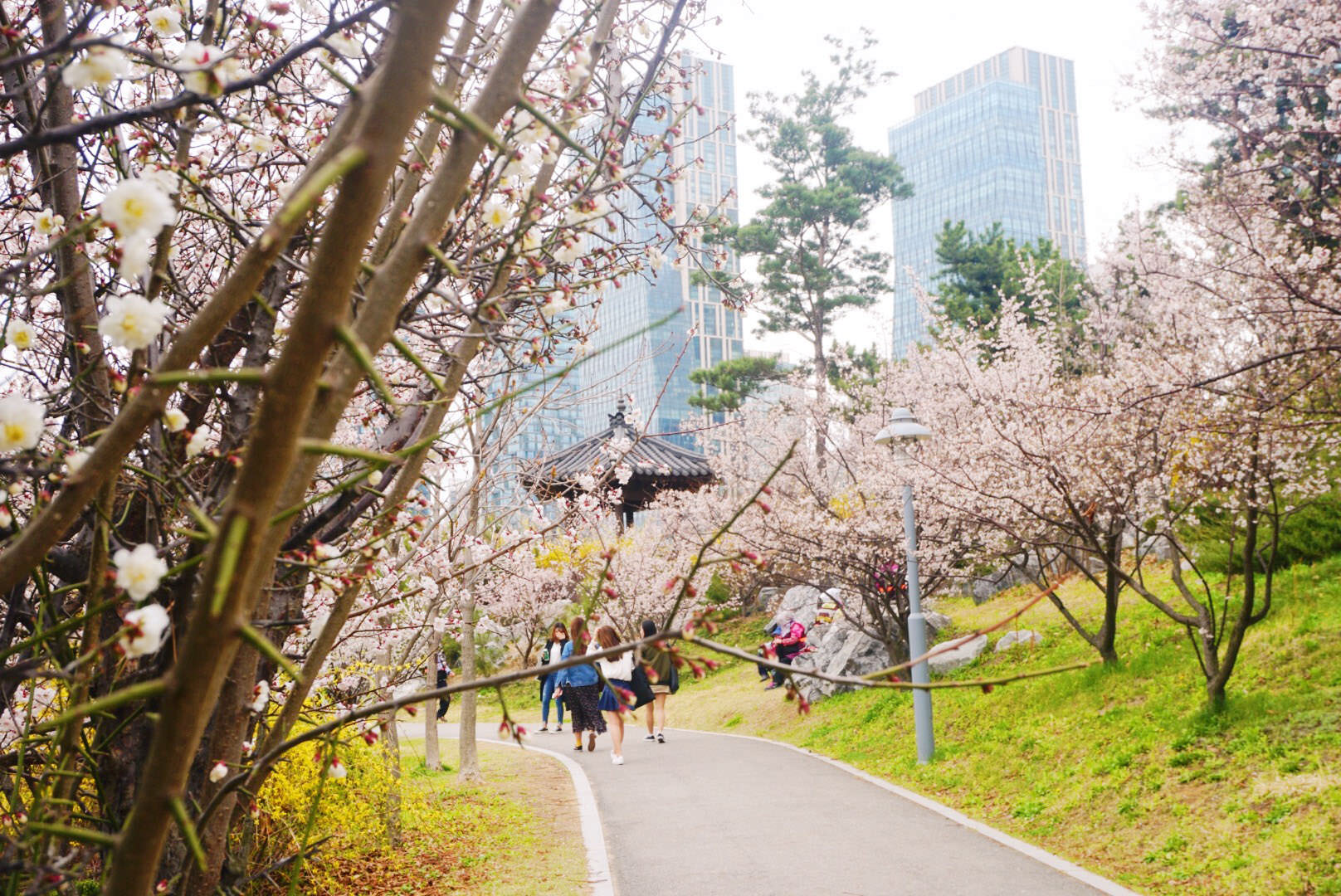 人头攒动中看樱花雨