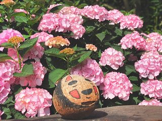 济州的三园 -- 橘子园,绿茶园和绣球花园!