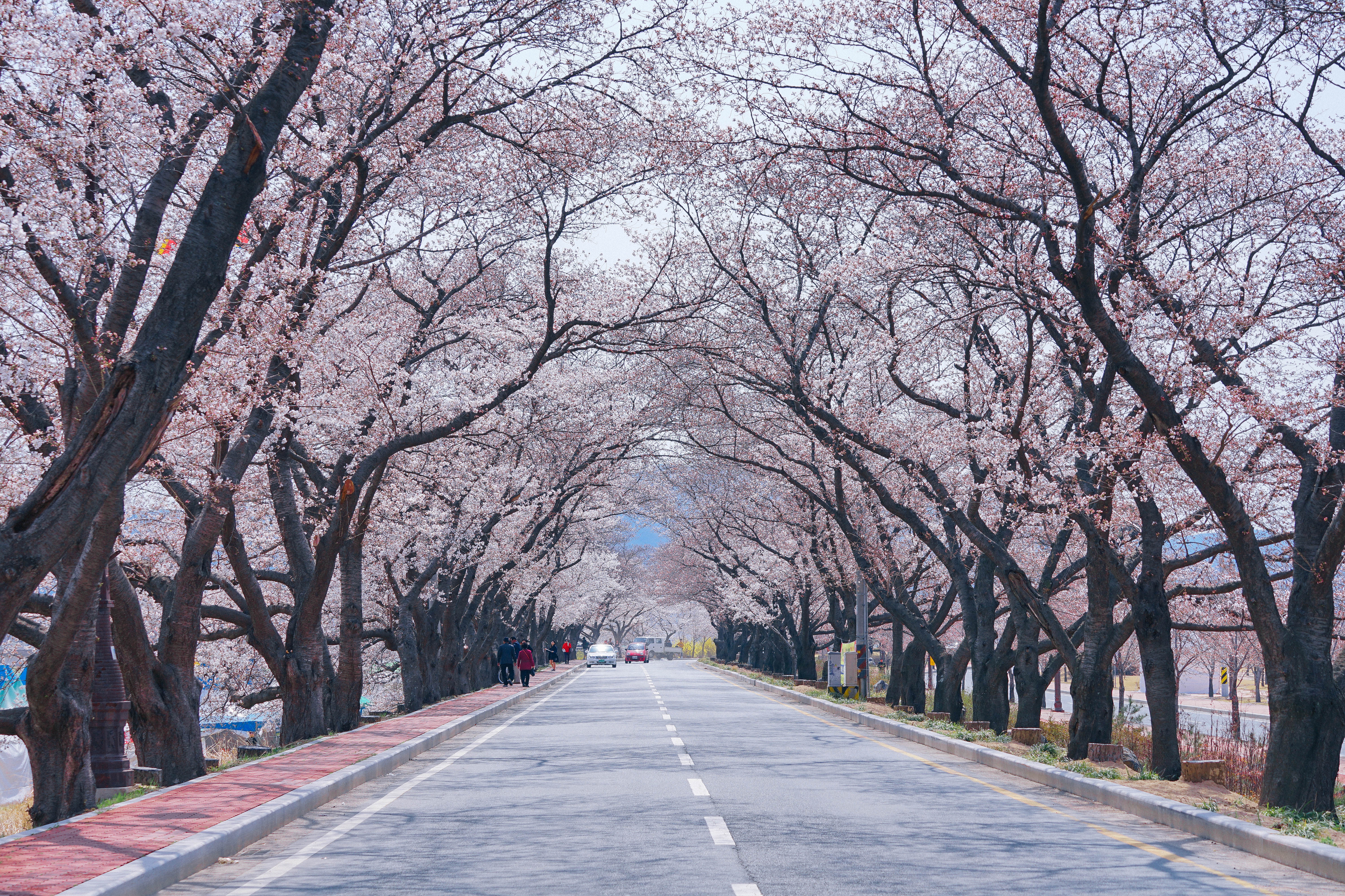 春光烂漫!樱花庆尚道