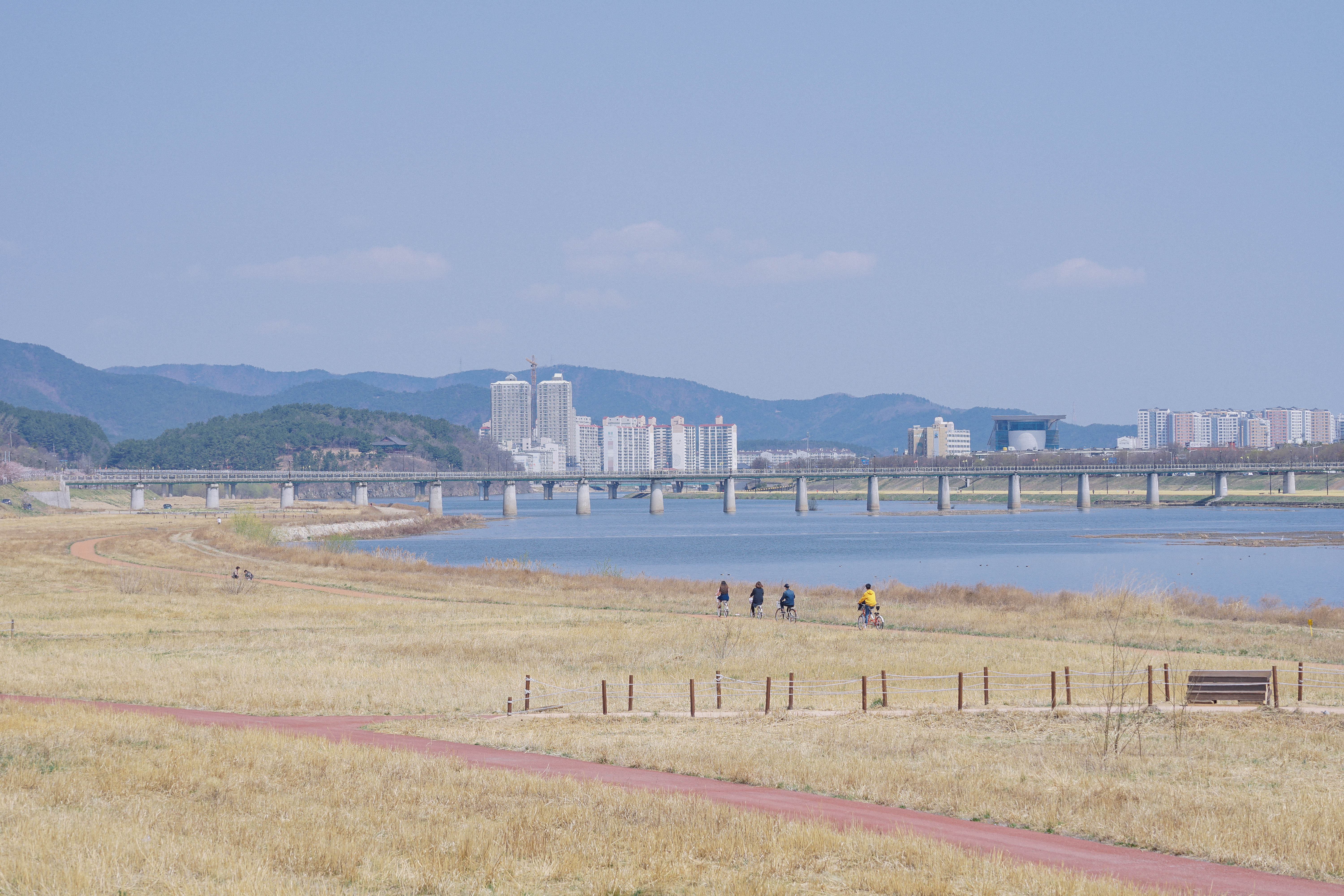 春光烂漫樱花庆尚道