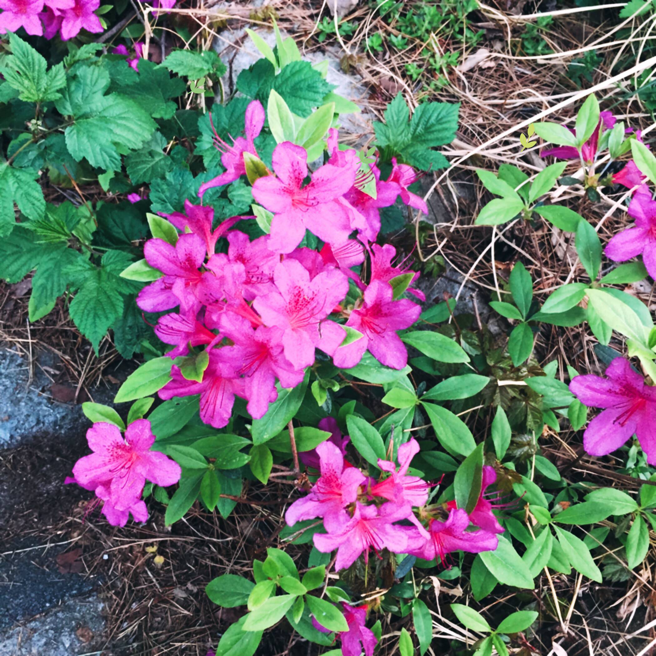 校园内随处可见的花儿