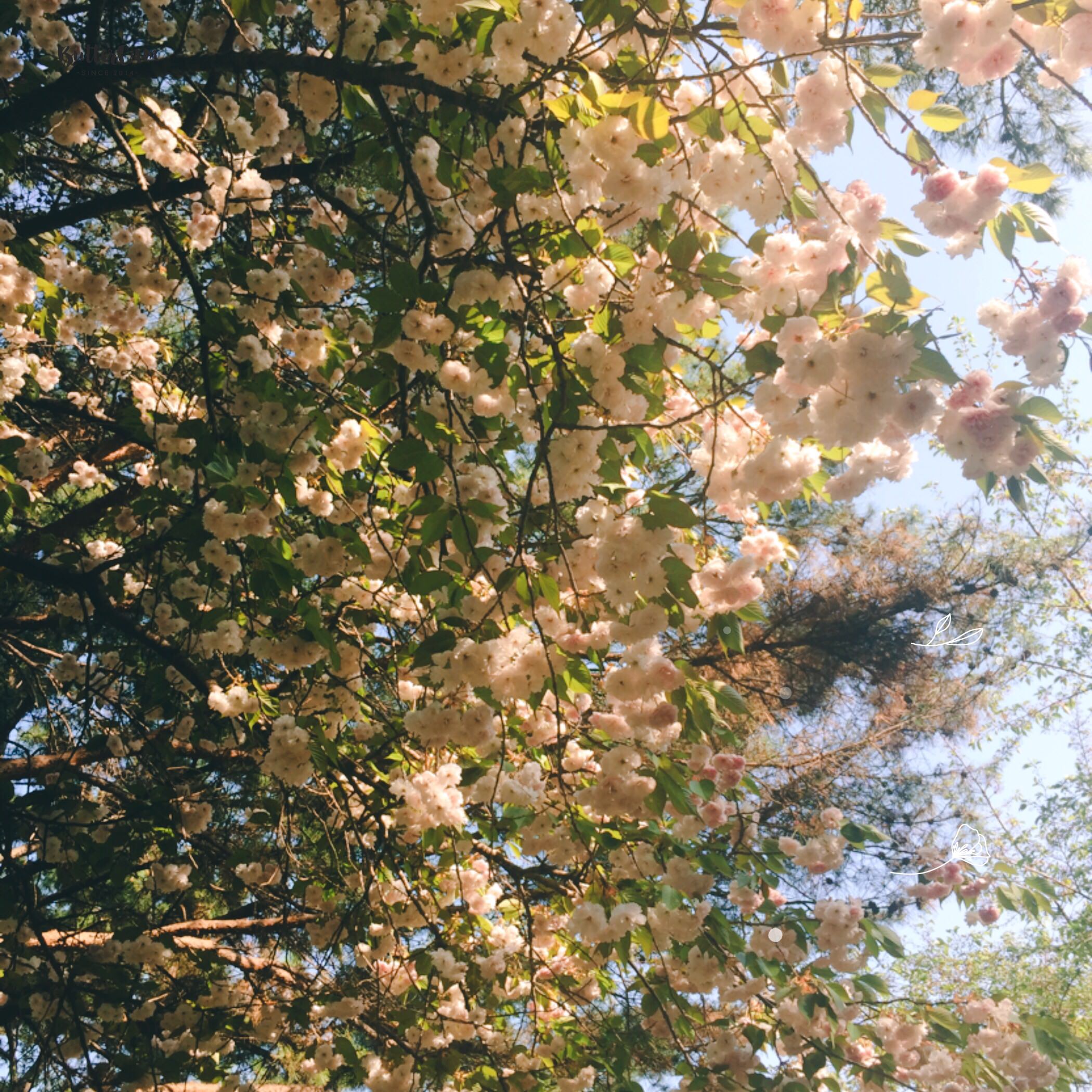 校园内随处可见的花儿