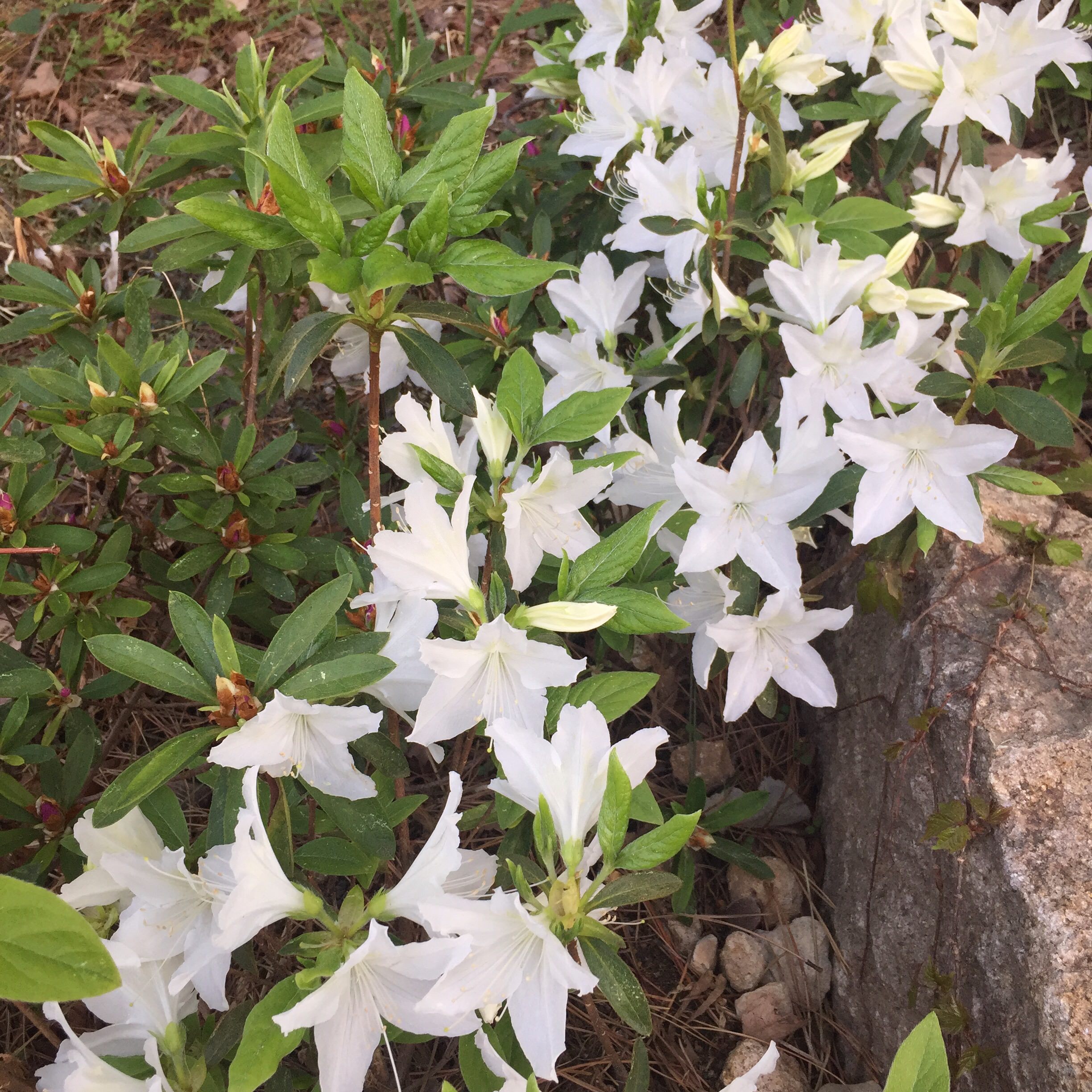 校园内随处可见的花儿