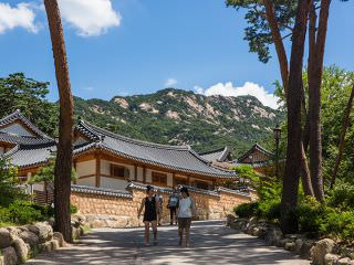 参天大树下的小道