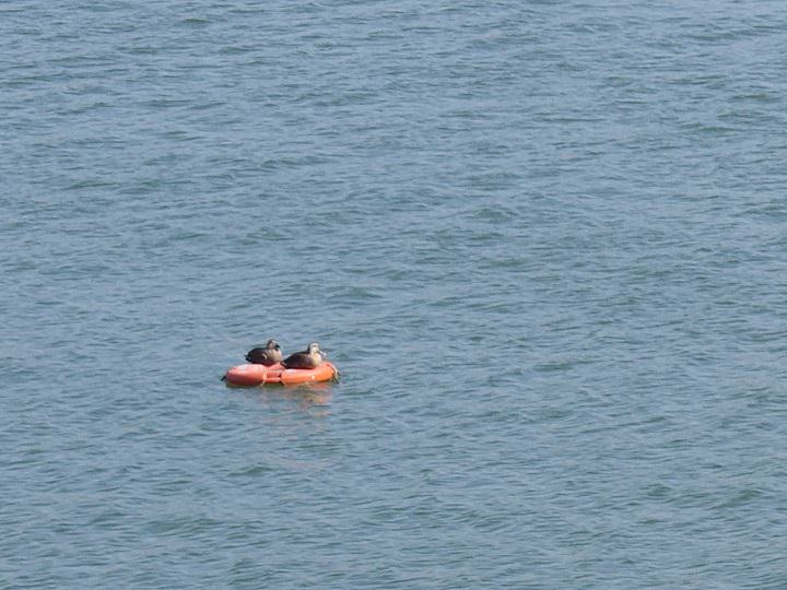 时不时会一两对鸳鸯游过~