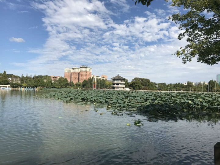 秋天也荷香扑鼻的德津公园