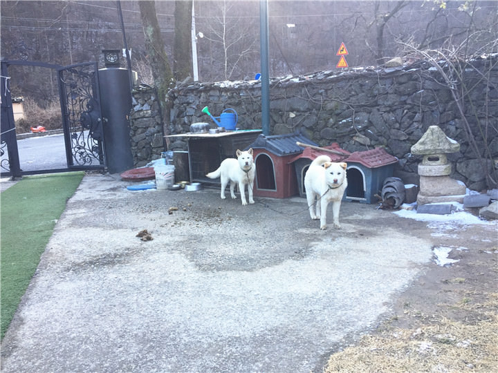 应该是宋仲基爱狗好乖