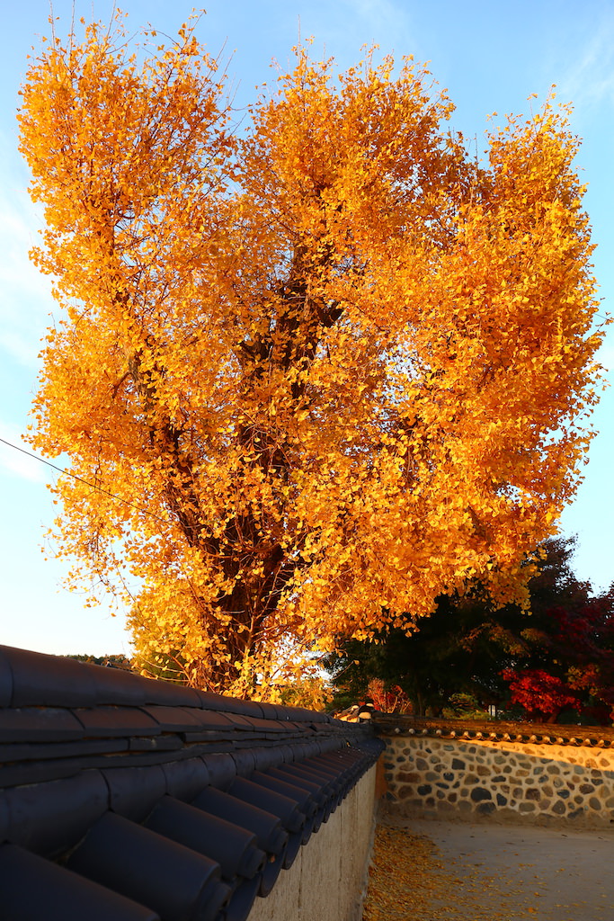 金黄的银杏树