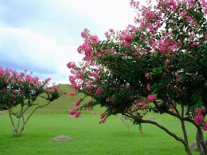 风景秀丽,鲜花环绕