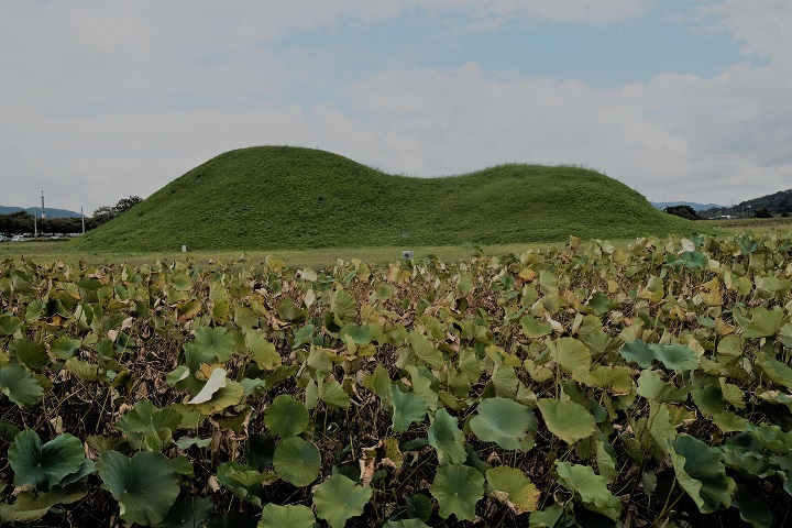 古坟群旁边种了许多荷花,不过这种季节基本上都是枯萎的